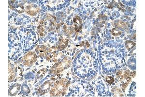 HNRPL antibody was used for immunohistochemistry at a concentration of 4-8 ug/ml to stain Epithelial cells of renal tubule (arrows) in Human Kidney. (HNRNPL 抗体  (N-Term))