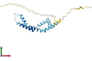 Protein Structure (PS) image for Biorientation of Chromosomes in Cell Division 1 (BOD1) (AA 1-185) protein (His tag) (ABIN7552768)