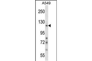 Western blot analysis in A549 cell line lysates (35ug/lane). (Nidogen 1 抗体  (N-Term))