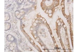 Immunoperoxidase of monoclonal antibody to BCAS1 on formalin-fixed paraffin-embedded human small Intestine. (BCAS1 抗体  (AA 1-80))
