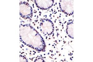 (ABIN6242319 and ABIN6578305) staining FEV in human small intestine sections by Immunohistochemistry (IHC-P - paraformaldehyde-fixed, paraffin-embedded sections). (FEV 抗体  (AA 17-49))