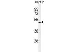Western Blotting (WB) image for anti-Opsin 1 (Cone Pigments), Medium-Wave-Sensitive (OPN1MW) antibody (ABIN3002167) (OPN1MW 抗体)