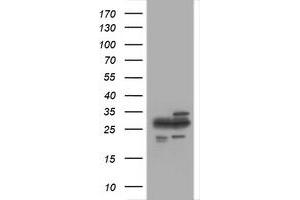 Image no. 1 for anti-Proteasome Subunit alpha 2 (PSMA2) (AA 50-234) antibody (ABIN1491569) (PSMA2 抗体  (AA 50-234))