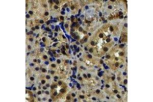 Immunohistochemical analysis of TXNL1 staining in rat kidney formalin fixed paraffin embedded tissue section. (TXNL1 抗体)