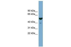 FBXO9 antibody used at 1 ug/ml to detect target protein. (FBXO9 抗体  (Middle Region))