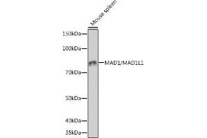 Western blot analysis of extracts of Mouse spleen, using M/ML1 Rabbit mAb  at 1:1000 dilution. (MAD1L1 抗体)