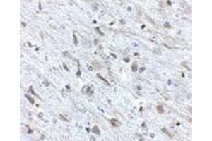 Immunohistochemistry of FKBP15 in mouse brain tissue with FKBP15 antibody at 2. (FKBP15 抗体  (N-Term))