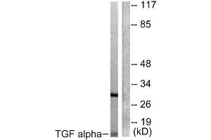 Western Blotting (WB) image for anti-Transforming Growth Factor, alpha (TGFA) (C-Term) antibody (ABIN1848800) (TGFA 抗体  (C-Term))