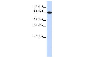Western Blotting (WB) image for anti-Nuclear Receptor Subfamily 2, Group C, Member 2 (NR2C2) (N-Term) antibody (ABIN2780500)