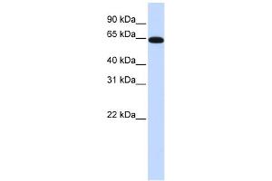 WB Suggested Anti-NR2C2 Antibody Titration:  0. (TR4 抗体  (N-Term))