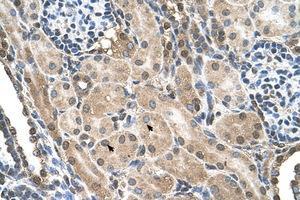 Image no. 1 for anti-Transmembrane Protein 231 (TMEM231) (N-Term) antibody (ABIN307558) (TMEM231 抗体  (N-Term))