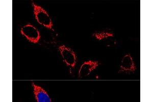 Immunofluorescence (IF) image for anti-ATP Synthase, H+ Transporting, Mitochondrial F1 Complex, alpha Subunit 1, Cardiac Muscle (ATP5A1) antibody (ABIN7010884)