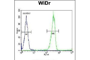 Flow cytometric analysis of WiDr cells (right histogram) compared to a negative control cell (left histogram). (Galectin 2 抗体  (AA 85-111))