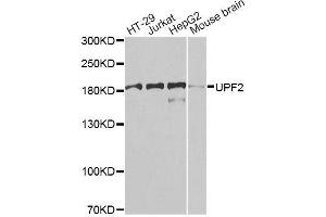 Western blot analysis of extracts of various cell lines, using UPF2 antibody. (RENT2/UPF2 抗体  (AA 1153-1272))