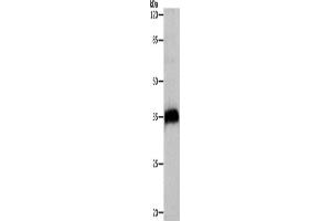 Western Blotting (WB) image for anti-Cathepsin Z (CTSZ) antibody (ABIN2427908) (Cathepsin Z 抗体)