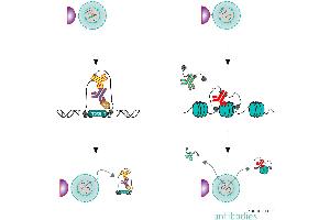 Summary of the CUT&RUN protocol using a primary and secondary antibody (left). (CUT&RUN Pro Complete Set)