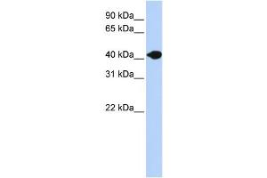 Western Blotting (WB) image for anti-Deoxyribonuclease II beta (DNASE2B) antibody (ABIN2458669) (DNASE2B 抗体)
