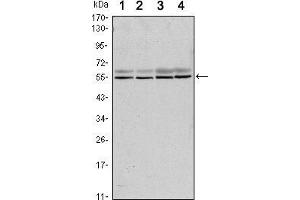 Western blot analysis using SMAD6 mouse mAb against A431 (1), A431 (2), Hela (3) and Jurkat (4) cell lysate.