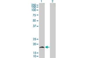 Western Blot analysis of GRIA3 expression in transfected 293T cell line by GRIA3 MaxPab polyclonal antibody. (Glutamate Receptor 3 抗体  (AA 1-144))