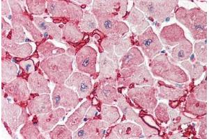 Human Heart (formalin-fixed, paraffin-embedded) stained with GOT1 antibody ABIN337132 at 2. (GOT1 抗体  (AA 157-167))