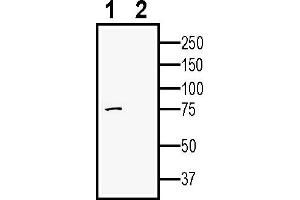 Western blot analysis of human  monocytic leukemia cell line lysate:1. (Adam23 抗体  (Extracellular))