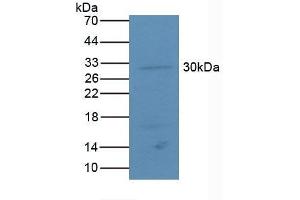 Detection of ATF4 in Mouse Lung Tissue using Polyclonal Antibody to Activating Transcription Factor 4 (ATF4) (ATF4 抗体  (AA 126-291))