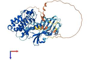 CAMKII gamma Protein (AA 1-529) (His tag)