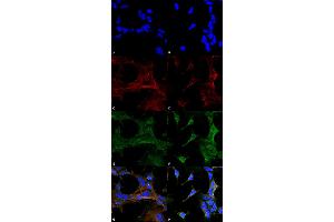 Immunocytochemistry/Immunofluorescence analysis using Mouse Anti-4-Hydroxy-2-hexenal Monoclonal Antibody, Clone 6F10 . (4-Hydroxy-2-Hexenal (4-HHE) 抗体 (Biotin))