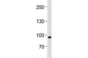 XRCC5 antibody western blot analysis in human placenta tissue lysate (XRCC5 抗体  (AA 424-450))