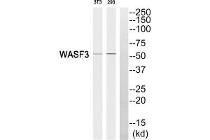 Western blot analysis of extracts from 3T3 cells and 293 cells, using WASF3 antibody. (WASF3 抗体  (Internal Region))