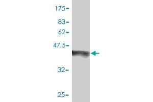 Western Blot detection against Immunogen (42. (CEBPG 抗体  (AA 1-150))