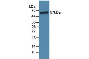 Western blot analysis of Rat Lung Tissue. (Angiopoietin 1 抗体  (AA 304-450))