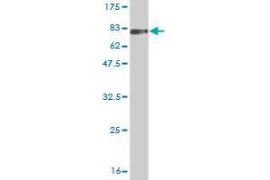 Western Blot detection against Immunogen (74. (LILRA3 抗体  (AA 1-439))
