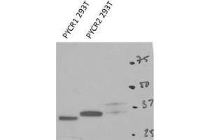 PYCR2 antibody - C-terminal region (ARP54938_P050) validated by WB using 293T cells lysate at 1 ug/ml. (PYCR2 抗体  (C-Term))