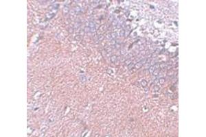Immunohistochemistry (IHC) image for anti-Synaptogyrin 4 (SYNGR4) (N-Term) antibody (ABIN1031592) (SYNGR4 抗体  (N-Term))