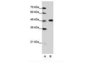 Image no. 2 for anti-Heterogeneous Nuclear Ribonucleoprotein F (HNRNPF) (C-Term) antibody (ABIN202472) (HNRNPF 抗体  (C-Term))