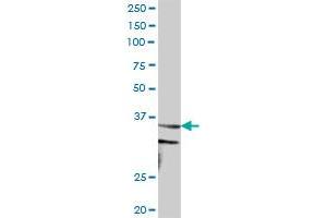 CCNH MaxPab polyclonal antibody. (Cyclin H 抗体  (AA 1-323))