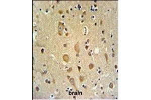 ITD1 Antibody (Center) 4921c IHC analysis in formalin fixed and paraffin embedded brain tissue followed by peroxidase conjugation of the secondary antibody and DAB staining. (APITD1 抗体  (AA 48-74))