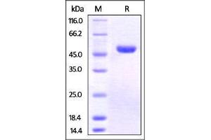 Human Nectin-2, His Tag on SDS-PAGE under reducing (R) condition.