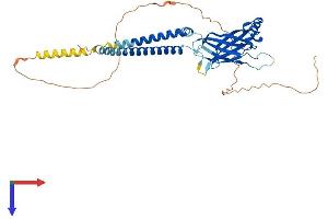 BSCL2 Protein (AA 1-398) (His tag)