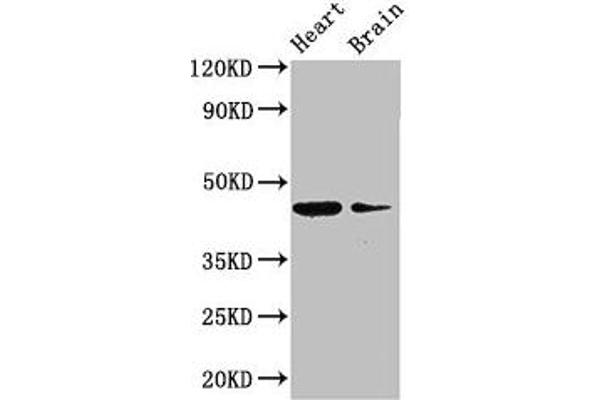P2RX1 抗体  (AA 54-175)