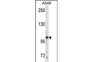 KIT Antibody (ABIN1882197 and ABIN2843885) western blot analysis in A549 cell line lysates (35 μg/lane). (KIT 抗体)
