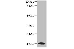 WB analysis of mouse heart tissue, using G0S2 antibody (2 μg/ml) and anti-rabbit goat polyclonal secondary antibody (1/10000 dilution). (G0S2 抗体  (AA 1-103))