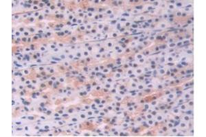 IHC-P analysis of Rat Stomach Tissue, with DAB staining. (Endoglin 抗体  (AA 26-136))