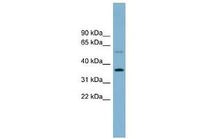 PLSCR3 antibody used at 1 ug/ml to detect target protein.