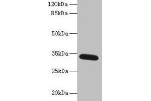 Western blot All lanes: FAM92A antibody at 1 μg/mL + Mouse brain tissue Secondary Goat polyclonal to rabbit IgG at 1/10000 dilution Predicted band size: 34, 29, 32, 31, 12 kDa Observed band size: 34 kDa (Family with Sequence Similarity 92, Member A (FAM92A) (AA 1-271) 抗体)