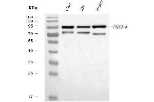 Western blot analysis of FXR2 using anti-FXR2 antibody (ABIN7600138).