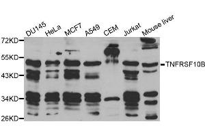 Western blot analysis of extracts of various cell lines, using TNFRSF10B antibody. (TNFRSF10B 抗体  (AA 56-210))