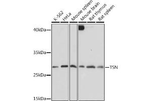 Western blot analysis of extracts of various cell lines, using TSN Rabbit pAb  at 1:1000 dilution. (Translin 抗体  (AA 50-150))