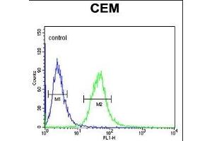 Y1A Antibody (Center) (ABIN653472 and ABIN2842894) flow cytometric analysis of CEM cells (right histogr) compared to a negative control cell (left histogr). (AMY1A 抗体  (AA 195-223))